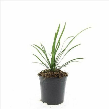 Liriope muscari 'Big Blue' C2 - afbeelding 3