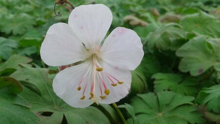 Geranium cantabrigiense 'St Ola' P9 - afbeelding 1