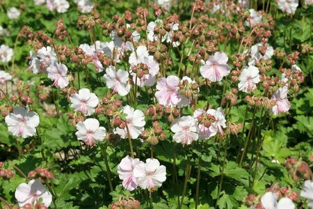 Geranium cantabrigiense 'St Ola' P9 - afbeelding 3
