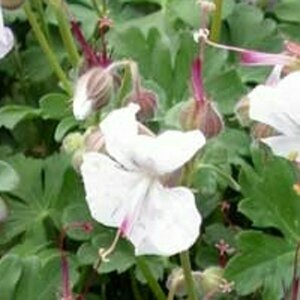 Geranium cantabrigiense 'St Ola' P9 - afbeelding 5