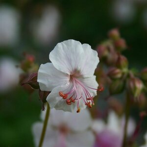 Geranium cantabrigiense 'St Ola' P9 - afbeelding 6