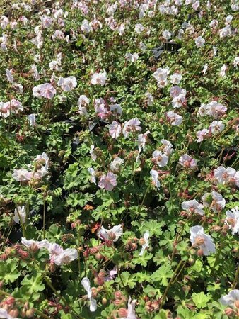 Geranium cantabrigiense 'St Ola' P9 - afbeelding 2
