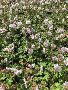 Geranium cantabrigiense 'St Ola' P9 - afbeelding 2