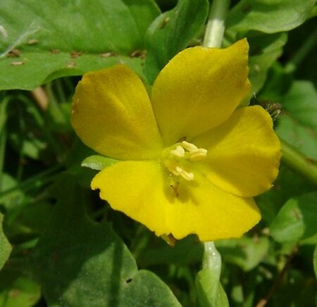 Lysimachia nummularia P9 - afbeelding 2