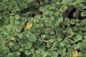 Lysimachia nummularia P9