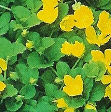 Lysimachia nummularia P9 - afbeelding 3