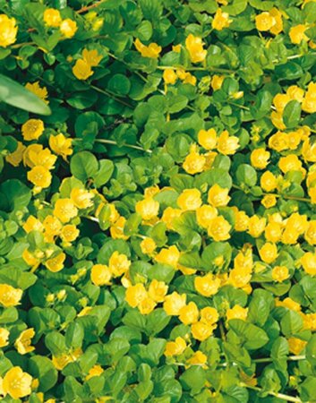 Lysimachia nummularia P9 - afbeelding 4