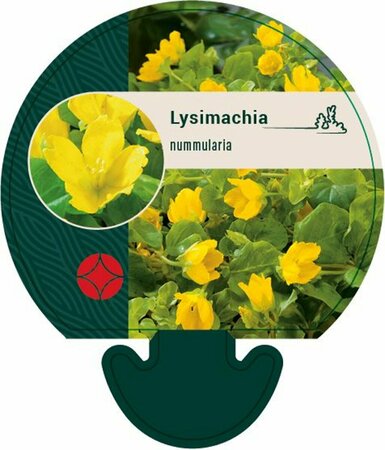 Lysimachia nummularia P9 - afbeelding 6