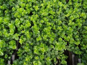 Lysimachia nummularia P9 - afbeelding 5