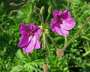 Erodium manescavii P9