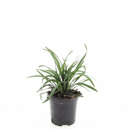 Liriope muscari 'Big Blue' P9 - afbeelding 6