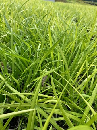 Liriope muscari 'Big Blue' P9 - afbeelding 11