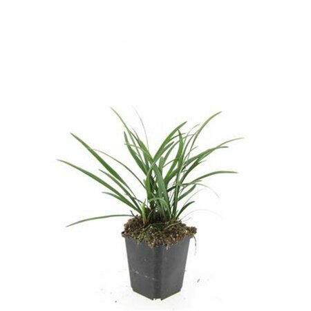 Liriope muscari 'Big Blue' P9 - afbeelding 9
