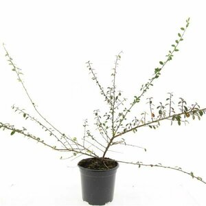Cotoneaster suecicus 'Coral Beauty' C1.5 - afbeelding 11