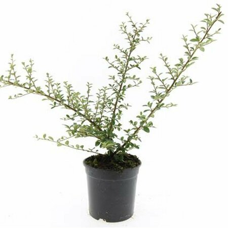 Cotoneaster suecicus 'Coral Beauty' C1.5 - afbeelding 10
