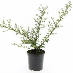 Cotoneaster suecicus 'Coral Beauty' C1.5 - afbeelding 10