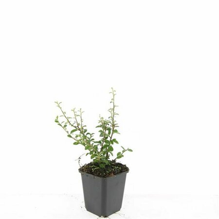 Cotoneaster suecicus 'Coral Beauty' C1.5 - afbeelding 4