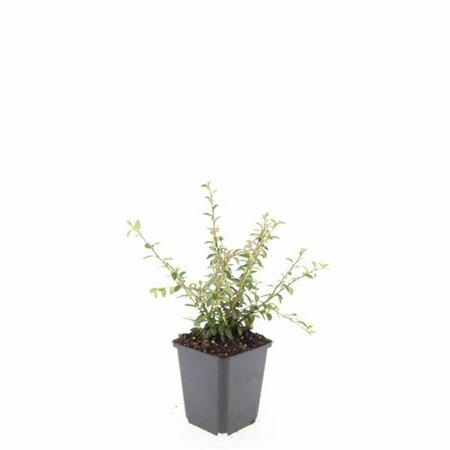 Cotoneaster suecicus 'Coral Beauty' C1.5 - afbeelding 2