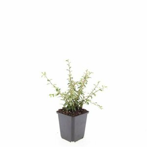 Cotoneaster suecicus 'Coral Beauty' C1.5 - afbeelding 2