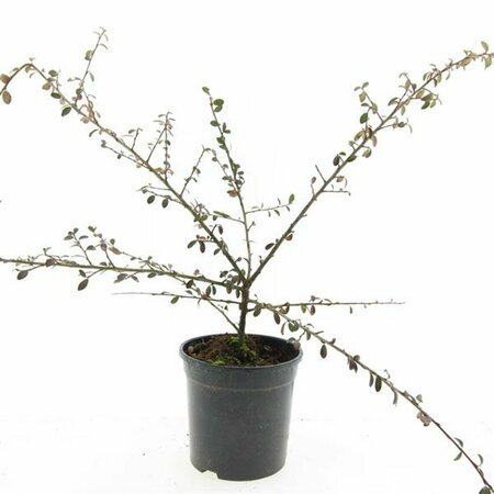Cotoneaster suecicus 'Coral Beauty' C1.5 - afbeelding 9