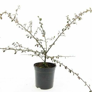 Cotoneaster suecicus 'Coral Beauty' C1.5 - afbeelding 9