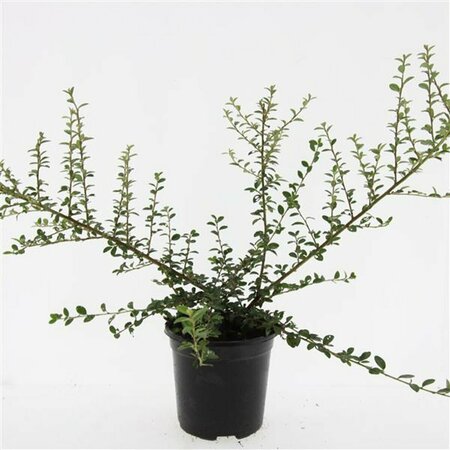 Cotoneaster suecicus 'Coral Beauty' C1.5 - afbeelding 5