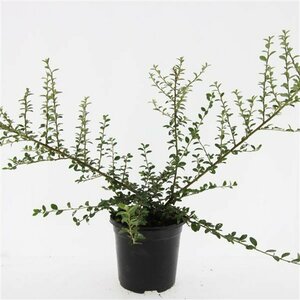 Cotoneaster suecicus 'Coral Beauty' C1.5 - afbeelding 5