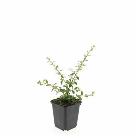 Cotoneaster suecicus 'Coral Beauty' C1.5 - afbeelding 12