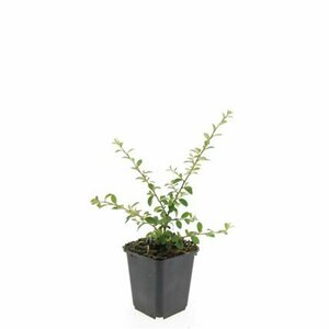 Cotoneaster suecicus 'Coral Beauty' C1.5 - afbeelding 12