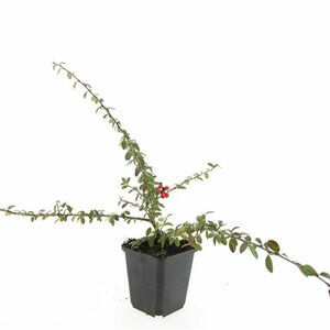 Cotoneaster suecicus 'Coral Beauty' C1.5 - afbeelding 3