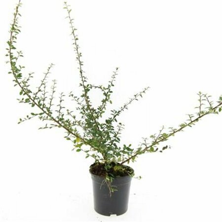 Cotoneaster suecicus 'Coral Beauty' C1.5 - afbeelding 8
