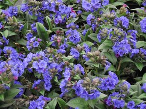Pulmonaria 'Blue Ensign' C2