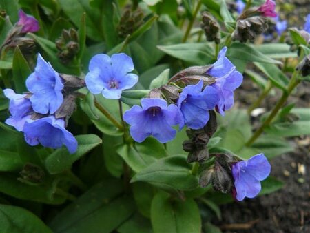 Pulmonaria 'Blue Ensign' C2 - afbeelding 3