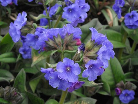 Pulmonaria 'Blue Ensign' C2 - afbeelding 4
