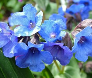 Pulmonaria 'Blue Ensign' C2 - afbeelding 5
