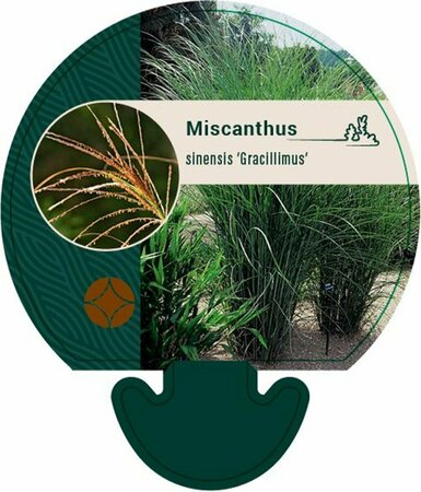Miscanthus sinensis 'Gracillimus' P9 - afbeelding 4