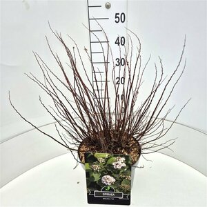 Spiraea betulifolia 'Tor' C1.5