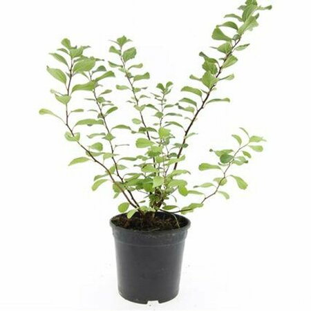 Spiraea betulifolia 'Tor' C1.5 - afbeelding 2