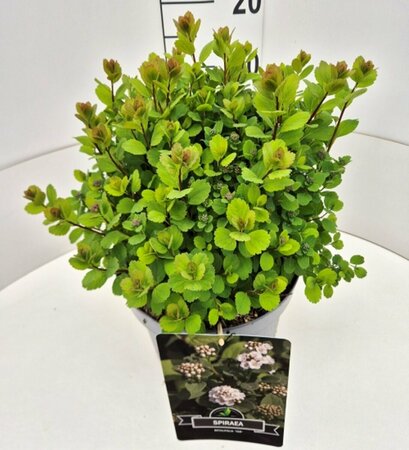Spiraea betulifolia 'Tor' C1.5 - afbeelding 7