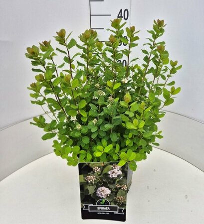 Spiraea betulifolia 'Tor' C1.5 - afbeelding 8