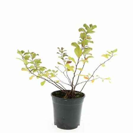 Spiraea betulifolia 'Tor' C1.5 - afbeelding 6