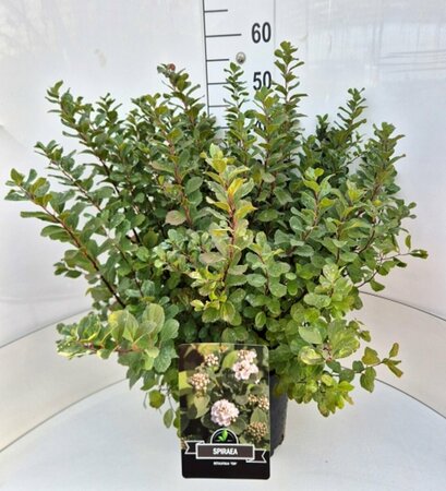 Spiraea betulifolia 'Tor' C1.5 - afbeelding 7