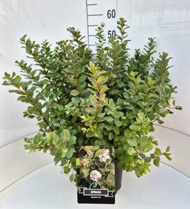 Spiraea betulifolia 'Tor' C1.5 - afbeelding 7
