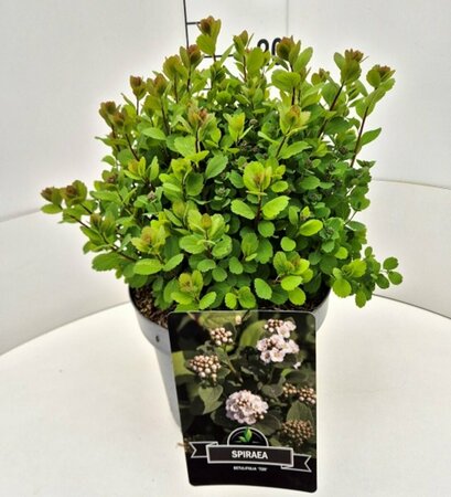 Spiraea betulifolia 'Tor' C1.5 - afbeelding 8