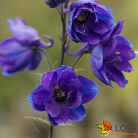 Delphinium belladonna 'Atlantis' P11 - afbeelding 1