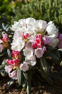 Rhododendron (Y) 'Edelweiss' 30/40 C.