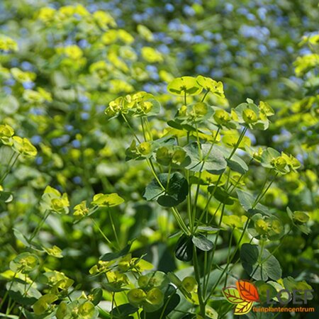 Euphorbia palustris 'Walenburg's Glorie' P9 - afbeelding 1