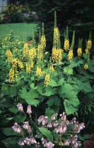 Ligularia przewalskii P9 - afbeelding 2