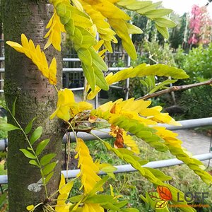 Gleditsia triacanthos 'Sunburst' 10-12 C. 