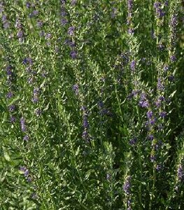 Hyssopus officinalis P9